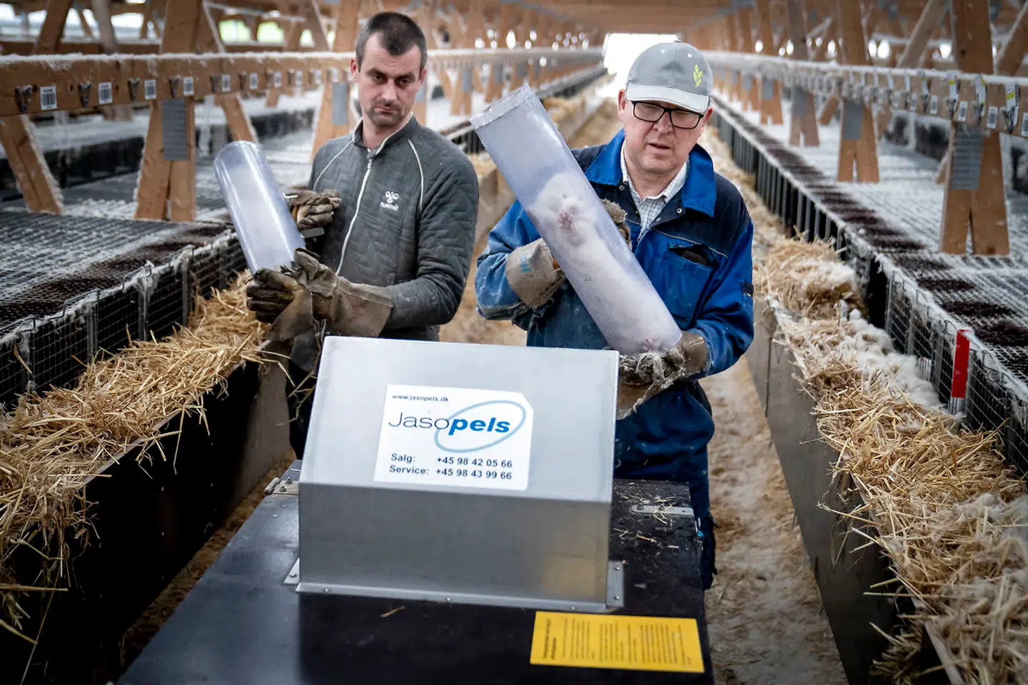Ulovlig ordre: Mink aflives på en farm ved Næstved, selv om der slet ikke har været coronasmitte her.