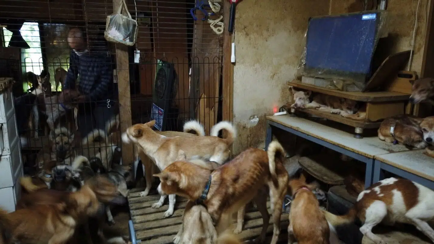 De 164 hunde blev fundet i et hus på bare 30 kvadratmeter i Izumo i det vestlige Japan.