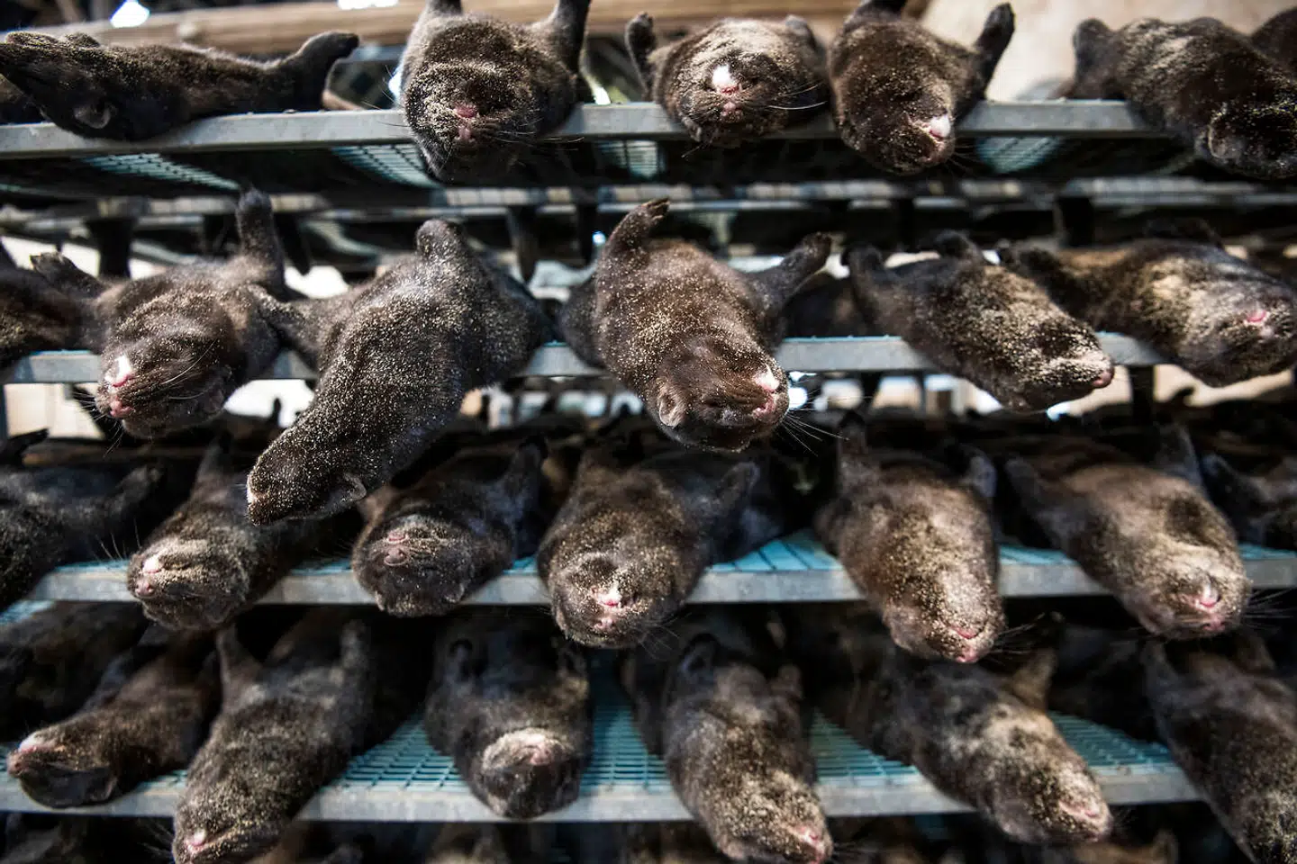 Hindbo Mink, Minkavler i Jordrup ved Kolding. ©2020 Palle Peter Skov