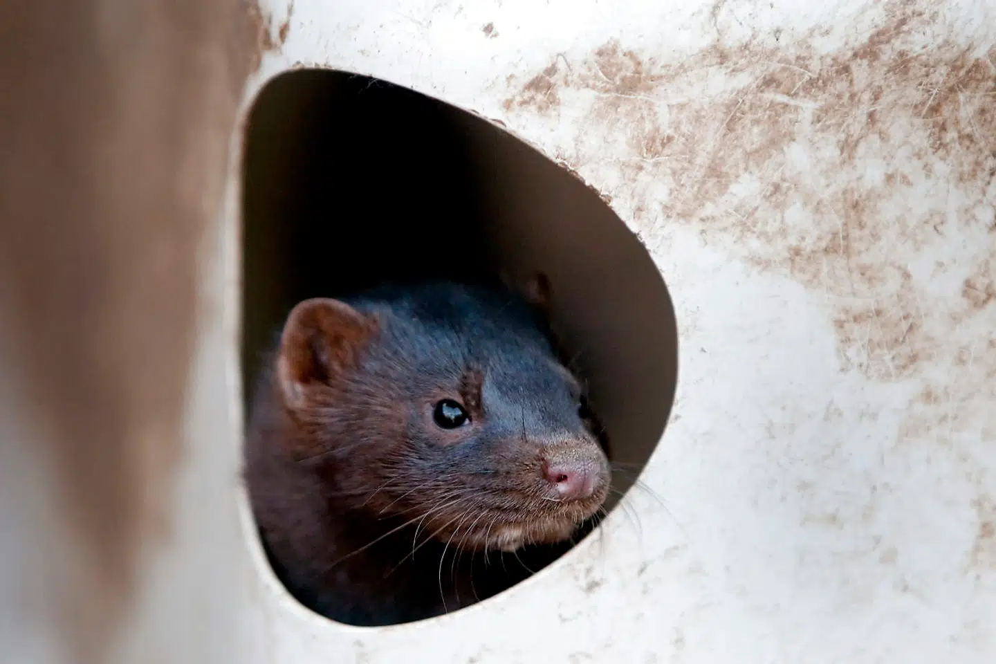 Tre formentlig undslupne mink fra en nordjysk farm gemte sig i et barnevognsskur og en kælderskakt ved Børnehuset 'Molevitten' i Elling i Frederikshavn Kommune. En af minkene blev fanget og to undslap. Børnene er derfor for god ordens skyld blevet holdt indendøre. ARKIVFOTO