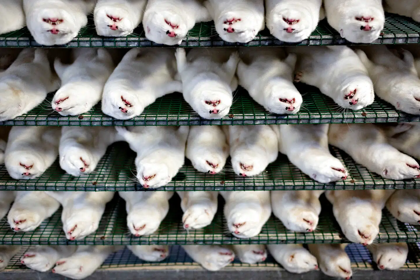 Danmark er i færd med at aflive mange millioner mink
