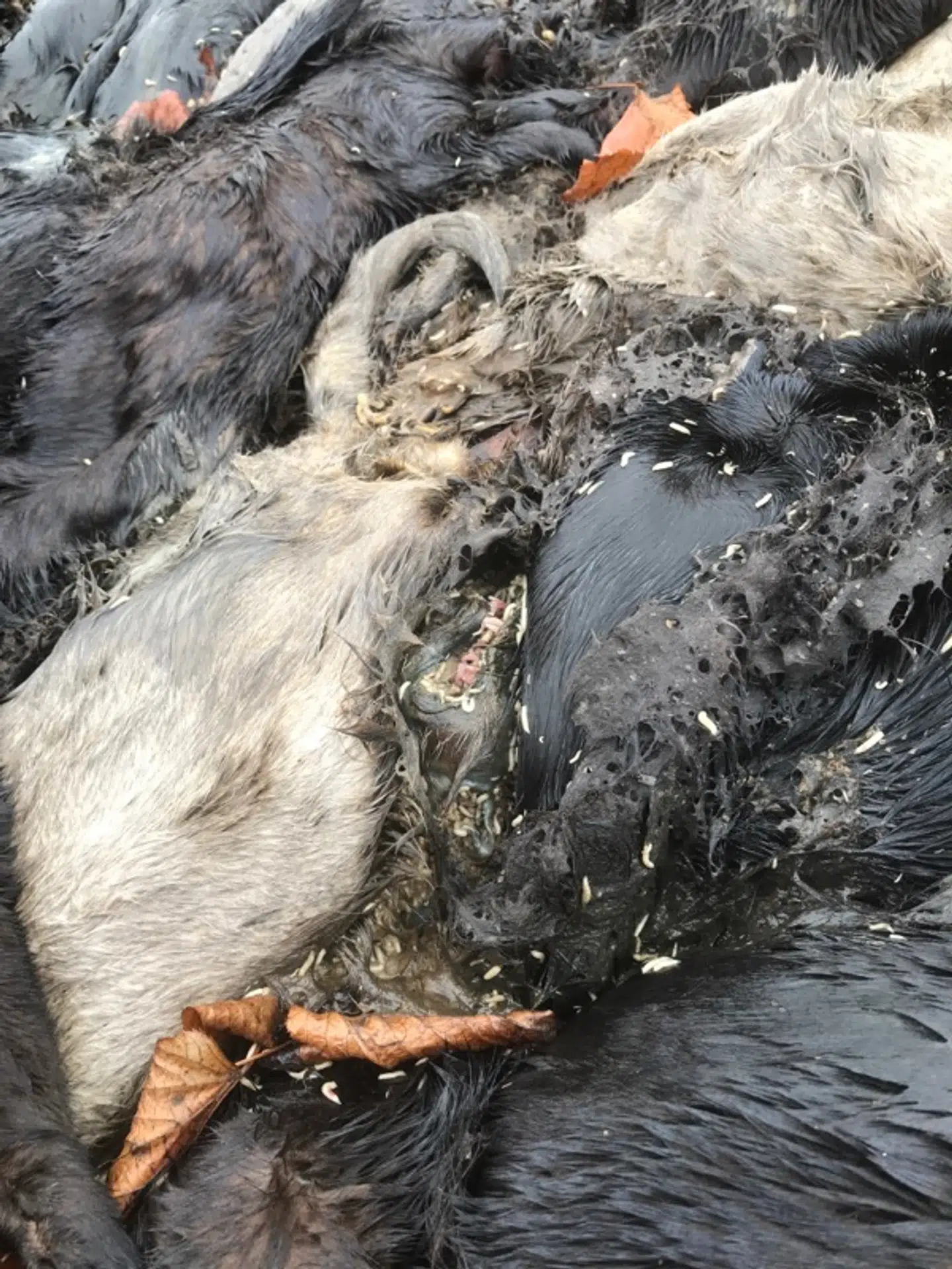 Maddiker og mider er for længst begyndt at gøre deres arbejde i Carsten Rahbeks aflivede mink.Foto: Privat