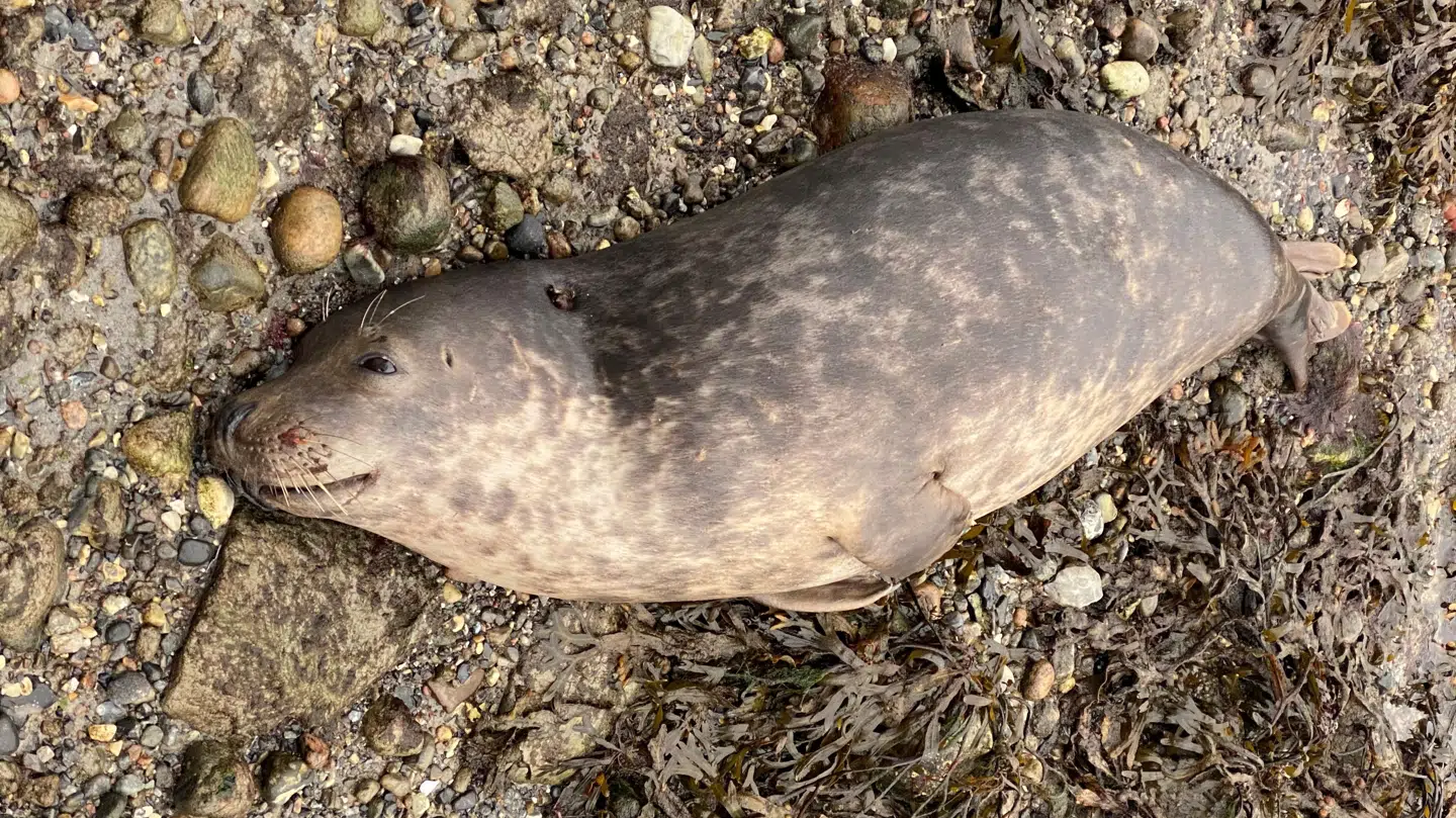 Denne sæl, blev fundet skudt i Ålsgårde i Nordsjælland af Mille Madsen. Hun er bekymret for, om der er nogen der har skudt den uden tilladelse. PRIVATFOTO: Mille Madsen