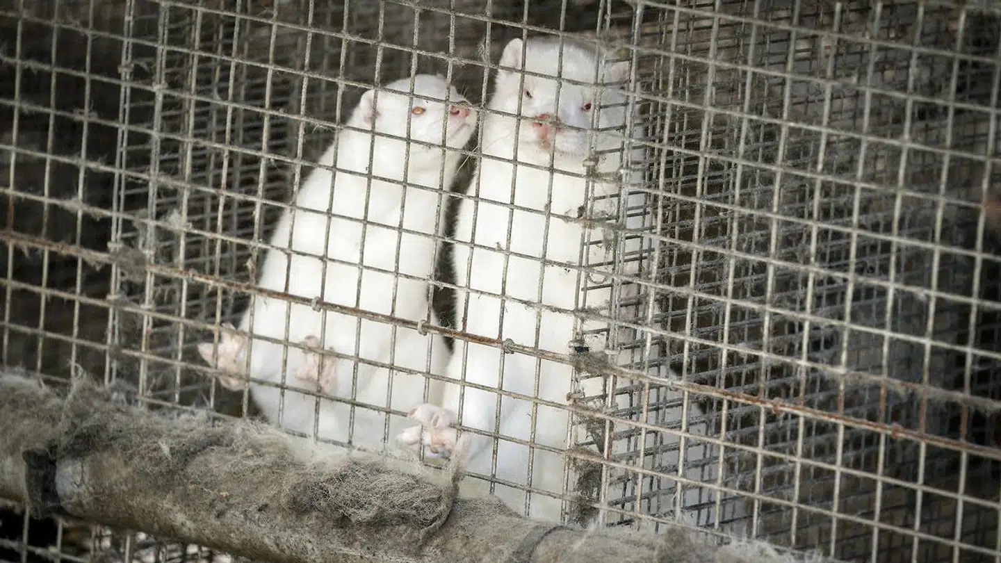 Omkring 15 millioner mink skal nu aflives i Danmark.