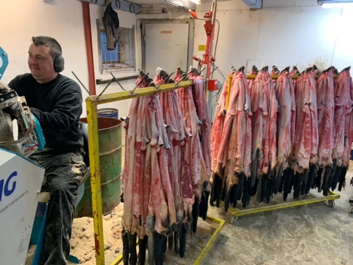 Da minkene på Åskovgård ved Ørbæk intet fejler, bliver skindene flået og solgt som normalt. Men det bliver aller sidste gang. Om få dage er dansk minkavl nedlagt for altid.Foto: Jens Anton Havskov