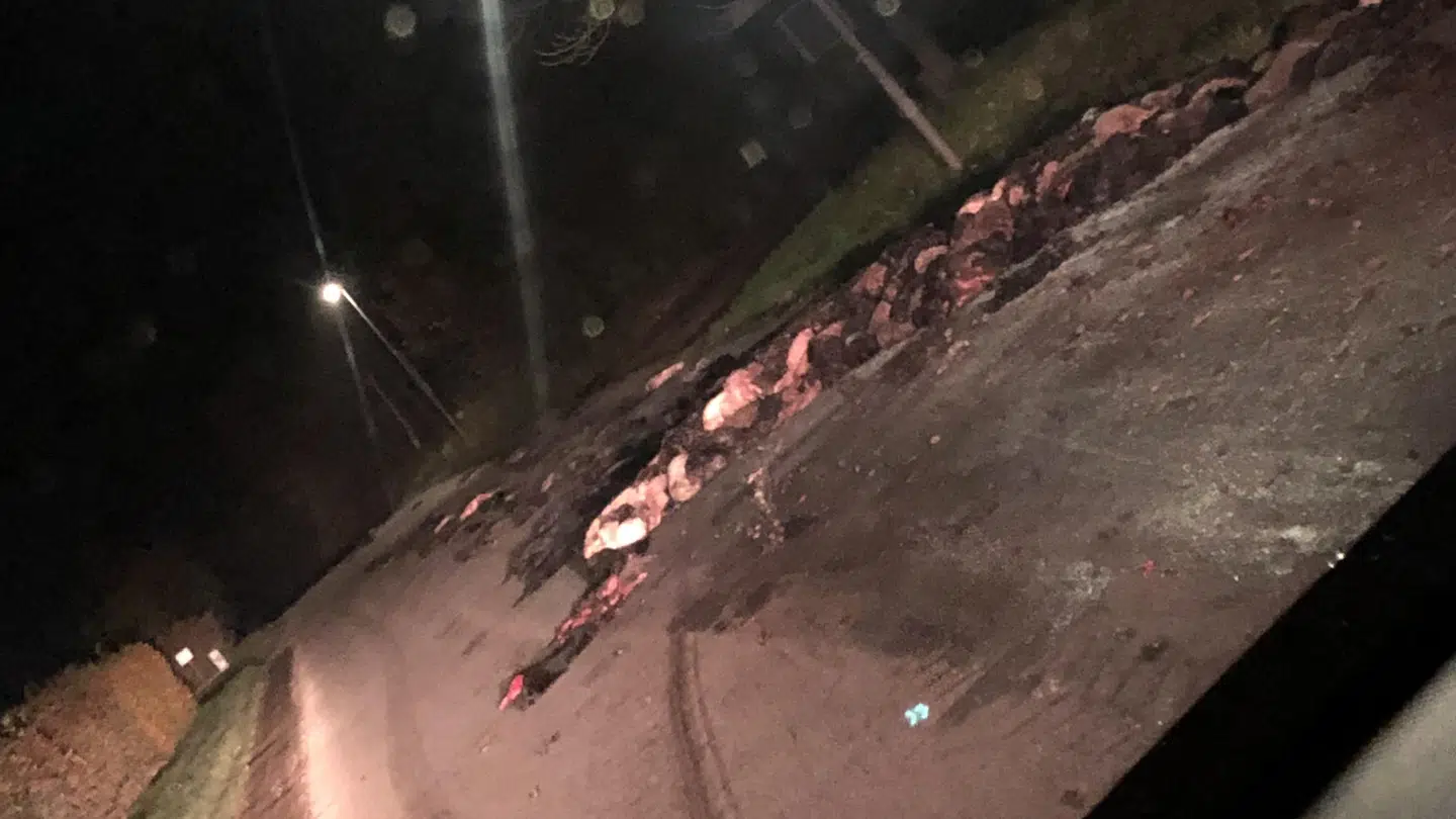 Øjenvidner beretter om lugt og indvolde. Foto: Privat