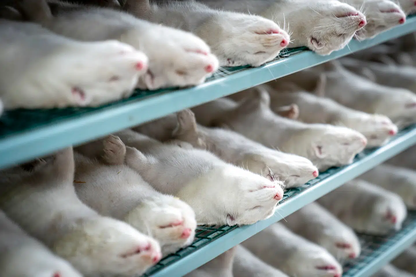 Mink aflives på minkfarm ved Næstved, fredag den 6. november 2020. Henrik Nordgaard Hansen og Ann-Mona Kulsø Larsen afliver deres mink, som består af 3000 moderdyr og deres tilhørende unger på deres gård nær Næstved fredag d. 6. november 2020. Parret må gerne sælge skindene, da minkene på deres gård ikke er ramt af corona og der ikke har været corona tilfælde i mink på Sjælland og Fyn. Henrik startede minkfarmen i 1988 med 25 parrede tæver. For Henrik og Ann-Mona bliver det meget svært at få nye mink, da de mister alle deres avlsdyr og dermed skal starte forfra. For at Henrik og Ann-Mona kan følge med i pelsning af deres mink, har de lejet 3 store frysecontainere, som de kan køre mink ind i. Det er ekstraordinært og skyldtes denne specielle situation, hvor minkene skal aflives på ti dage grundet den landsdækkende aflivning af mink.På to generationer blev et bierhverv med omstridt dyrevelfærd til et af landbrugets guldæg. Nu er det slut med minkavl i Danmark, vurderer Danmarks Mr. Mink. Det skriver Ritzau, lørdag den 7. november 2020.. (Foto: Mads Claus Rasmussen/Ritzau Scanpix)