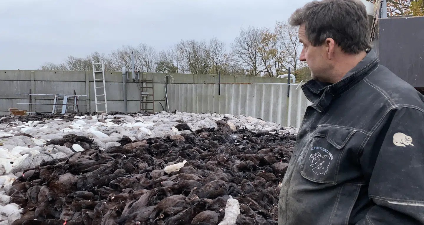 Erik Westergaards mange døde mink skal køres til massegravene ved Karup.
