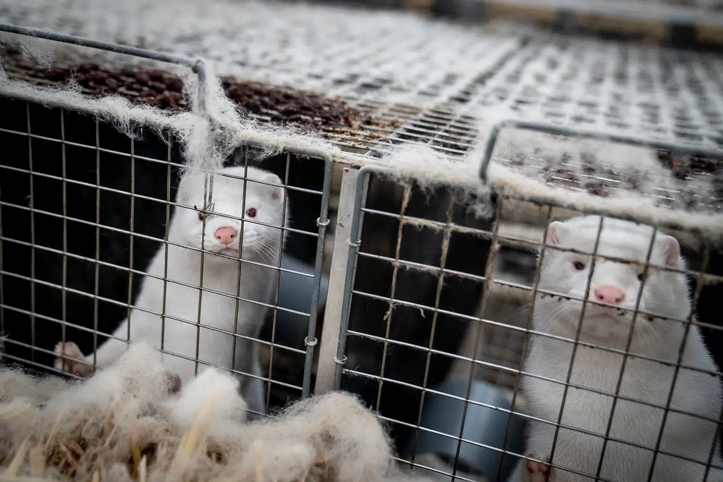 Mink aflives på minkfarm ved Næstved, fredag 6. november 2020. Henrik Nordgaard Hansen og Ann-Mona Kulsø Larsen afliver deres mink, som består af 3.000 moderdyr og deres tilhørende unger på deres gård nær Næstved fredag 6. november 2020. Parret må gerne sælge skindene, da minkene på deres gård ikke er ramt af corona, og der ikke har været corona-tilfælde i mink på Sjælland og Fyn. Henrik startede minkfarmen i 1988 med 25 parrede tæver. For Henrik og Ann-Mona bliver det meget svært at få nye mink, da de mister alle deres avlsdyr og dermed skal starte forfra. For at Henrik og Ann-Mona kan følge med i pelsning af deres mink, har de lejet tre store frysecontainere, som de kan køre mink ind i. Det er ekstraordinært og skyldes denne specielle situation, hvor minkene skal aflives på 10 dage grundet den landsdækkende aflivning af mink.