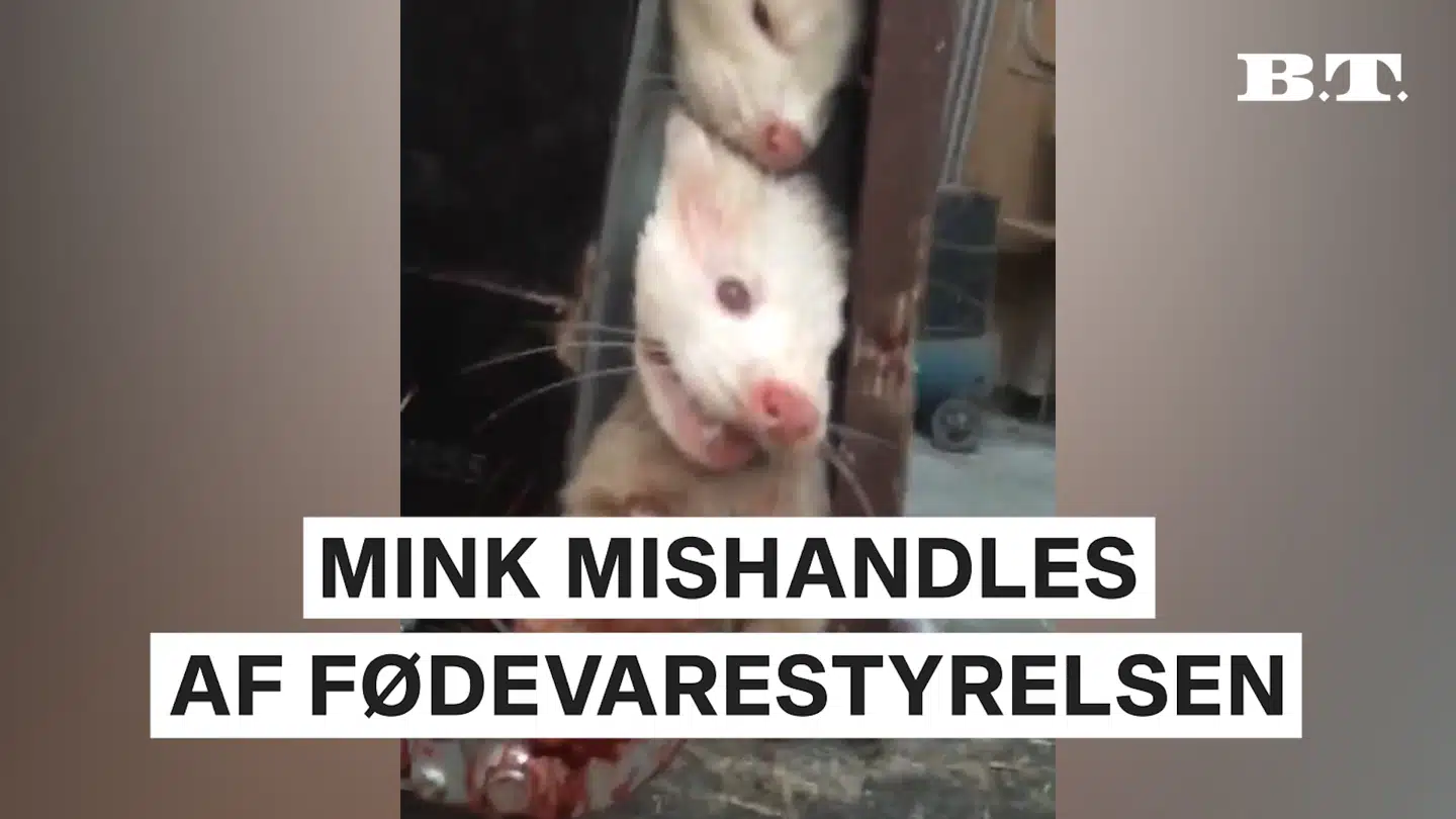 Flemming Bech Olesen filmede mink blive kvast og slået ihjel. Foto: Privat