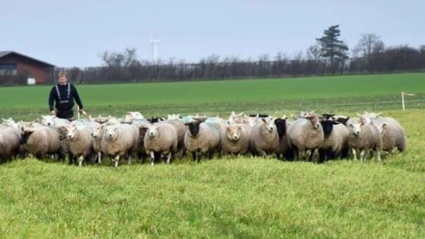 Her ses Henrik Drøhse med sine får. Han havde 450, men har efterfølgende mistet 17 får til et formodede ulveangreb. PRIVATFOTO: Henrik Drøhse