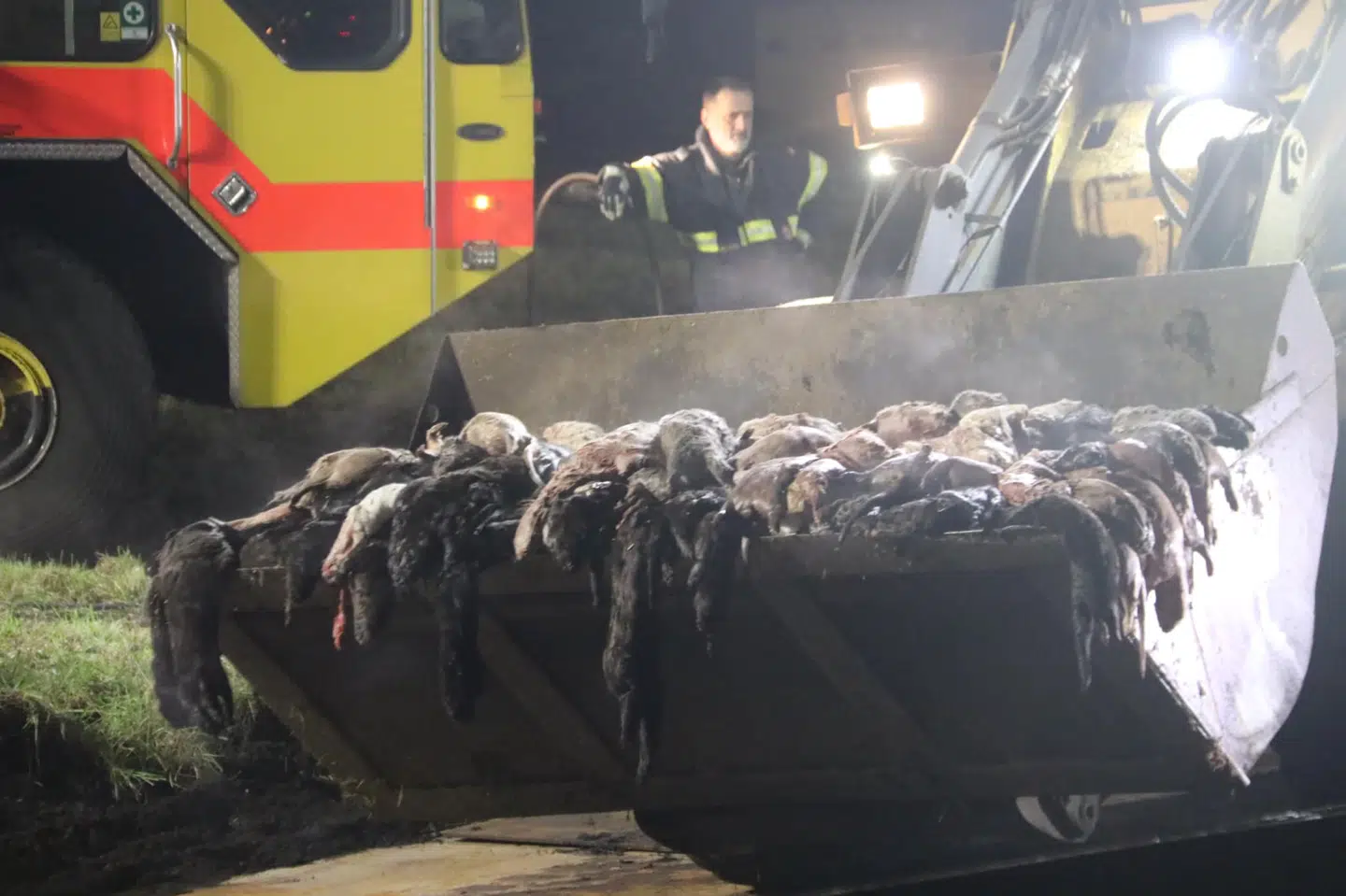 Minkene er allerede begyndt at gå i forrådnelse, og derfor kan de lugtes på flere hundrede meters afstand.