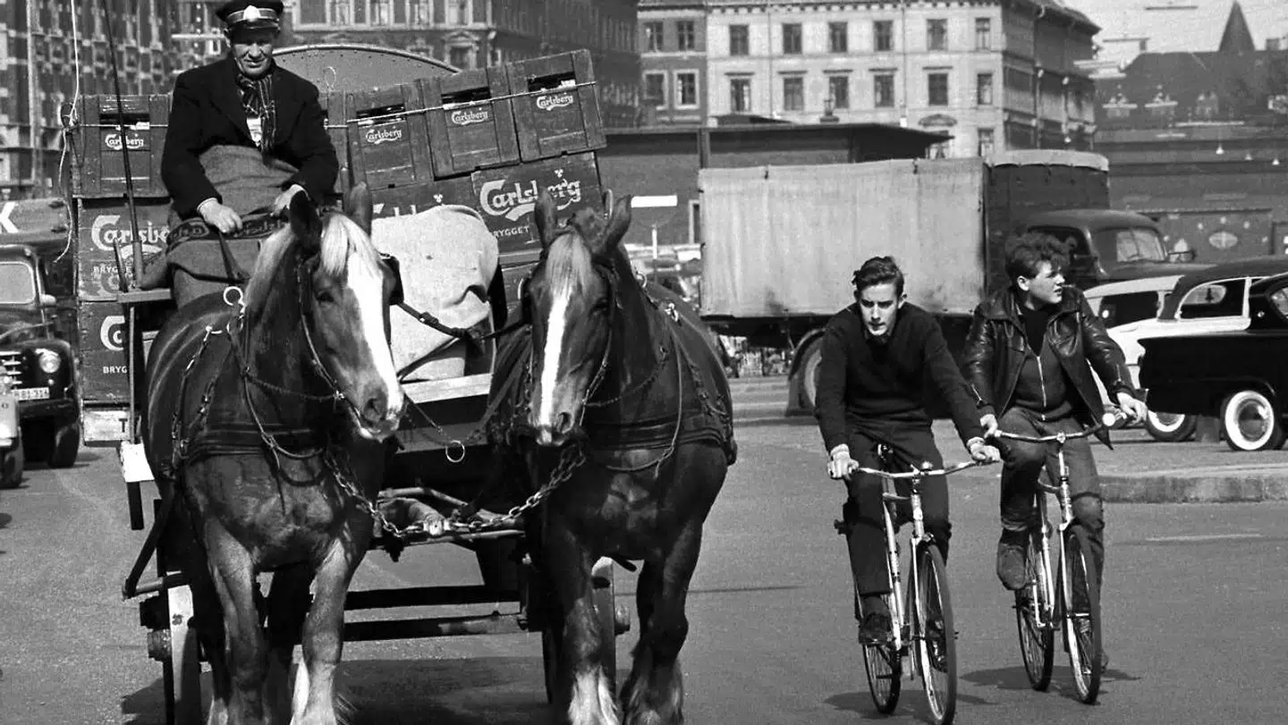 Bryggeriet Carlsberg har siden 1928 brugt jydeheste til at trække ølvogne. På et tidspunkt havde Carlsberg over 210 bryggerheste. Her er de på vej over Halmtorvet i København.