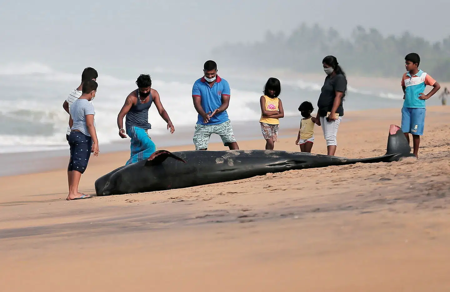 Folk kigger på en af de kun fire døde hvaler på Panadurastranden i Sri Lanka.