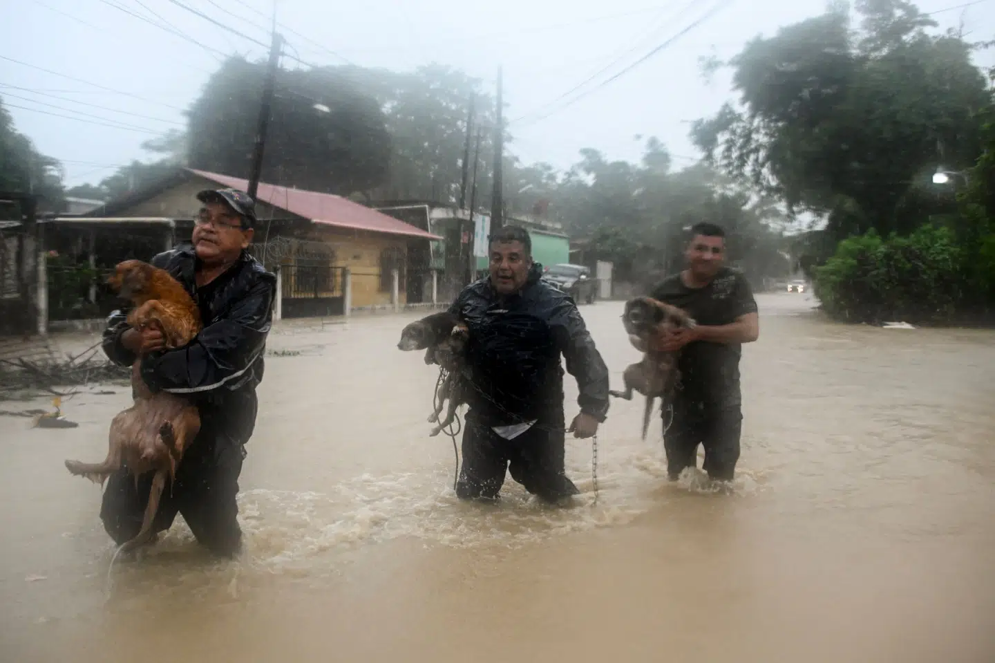 Nogle mænd i byen Puerto Barrios i Guatemala redder en flok hunde fra oversvømmelser forårsaget af stormen Eta. Johan Ordonez/Ritzau Scanpix