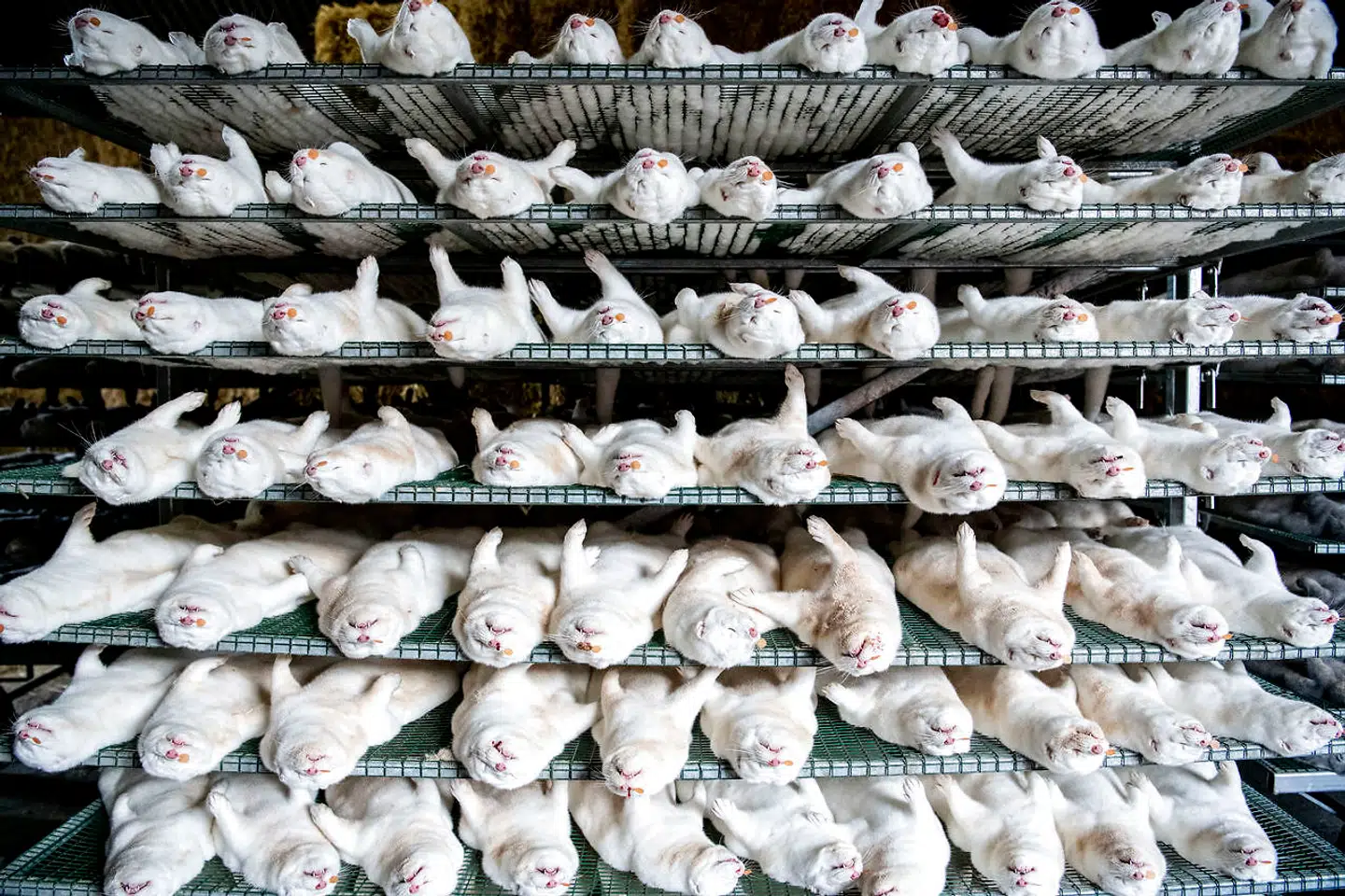 Minkavler Esben Brødbæk og hans folk er i fuld gang med at pelse mink ved Holstebro, tirsdag den 3. november 2020. Esben Brødbæk sender 2000 mink om dagen til pelsning. - Det giver ingen mening, hvis disse mink skal smides i en container og destrueres, siger minkavleren få timer før, han selv kunne havne i smittezonen. Det siger han til Dagbladet Ringkøbing Skjern, tirsdag den 3. november 2020.. (Foto: Johan Gadegaard/Ritzau Scanpix)