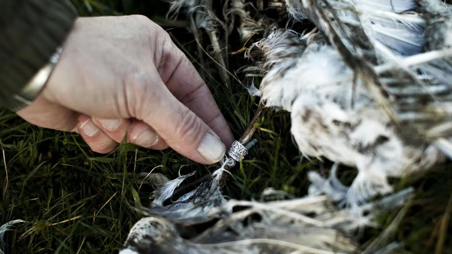 Fjerkræavlere skal sikre deres dyr mod kontakt til vilde fugle.