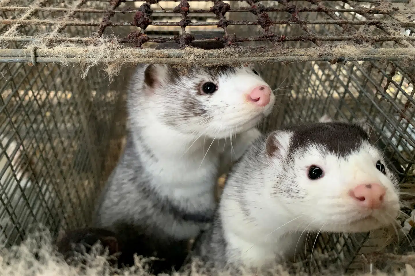 Regeringen har ifølge Jyllands-Posten og Berlingske i noget tid kendt til risikoen for, at der kunne opstå mutationer i coronavirus blandt smittede mink. Jacob Gronholt-Pedersen/Reuters
