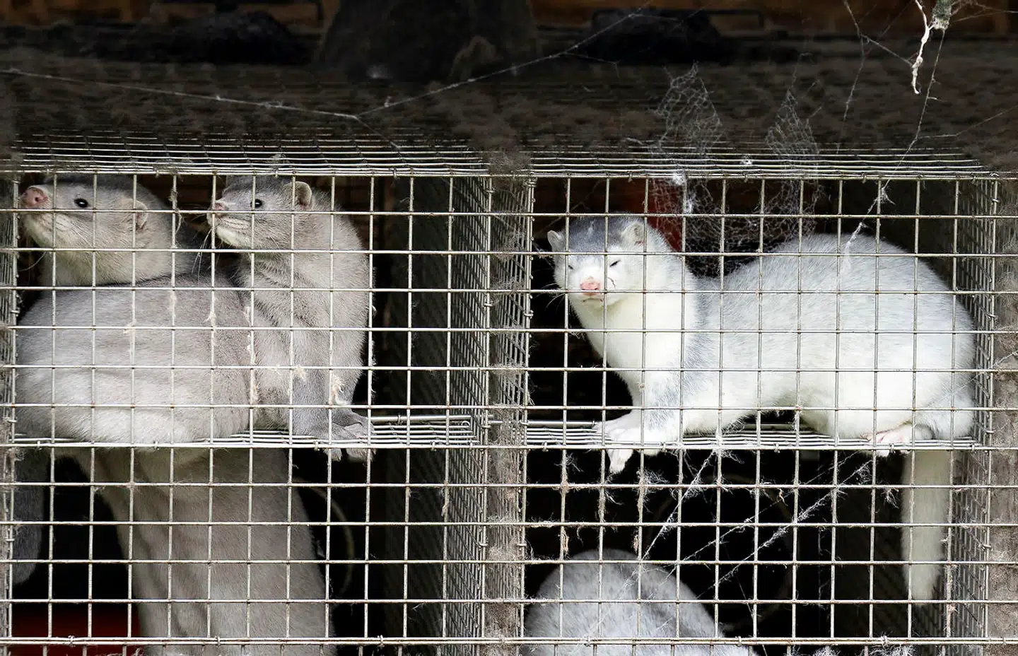Mink på minkfarm før politiet tiltvang sig fredag adgang til Thorbjørn Jepsens minkfarm på Drøvten i Gjøl, den 9. oktober 2020. Her ses Thorbjørn Jepsens mink kort før politiet klippede låsen til hans port op.. (Foto: Henning Bagger/Ritzau Scanpix)