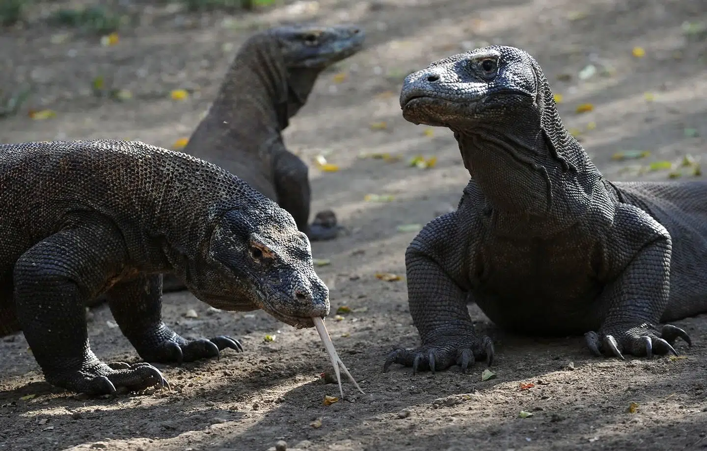 Komodovaraner fotograferet på øen Rinca, der er en del af Komodo National Park.
