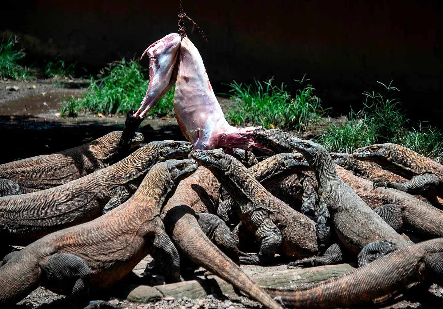 En gruppe varaner får serveret mad i en zoologisk have i Indonesien.