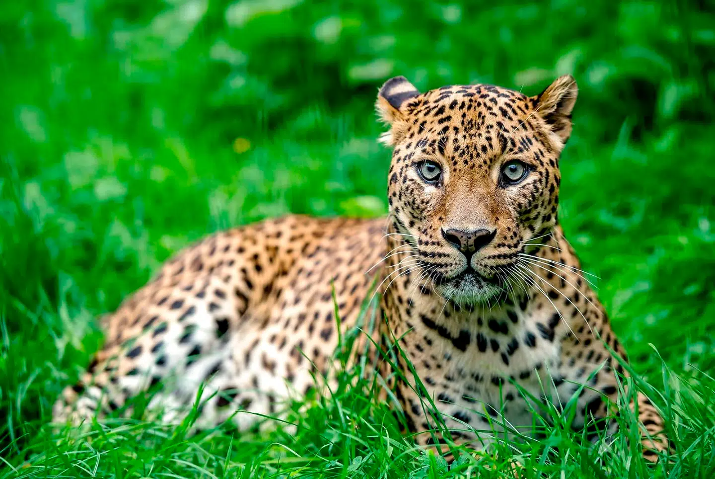 Leoparderne er i fremgang i det nordlige Kina, viser en undersøgelse med bidrag af blandt andre folk fra Københavns Universitet. (Arkivfoto)