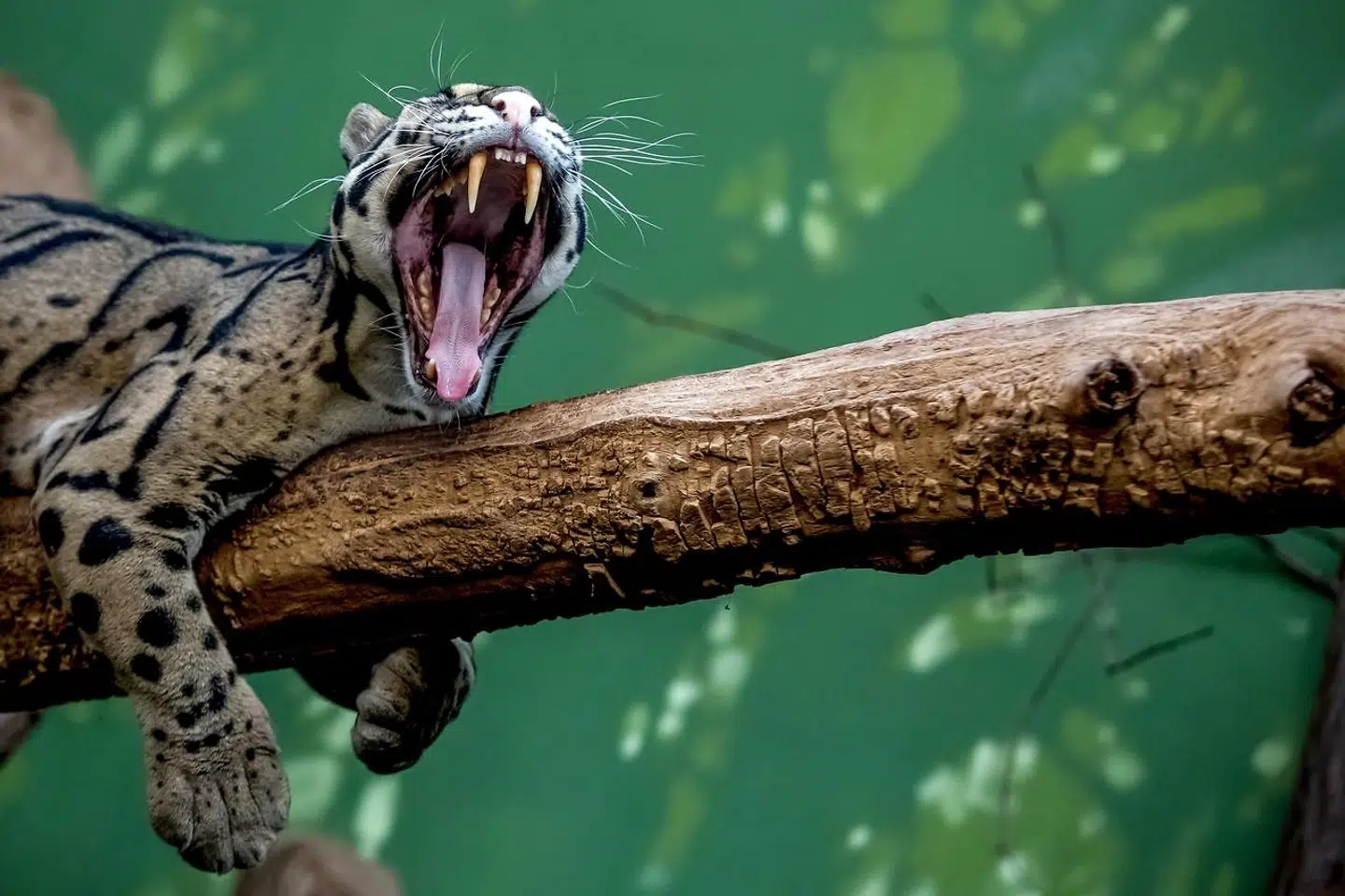 Denne træleopard er fotograferet i en zoologisk have i Prag. (Arkivfoto)