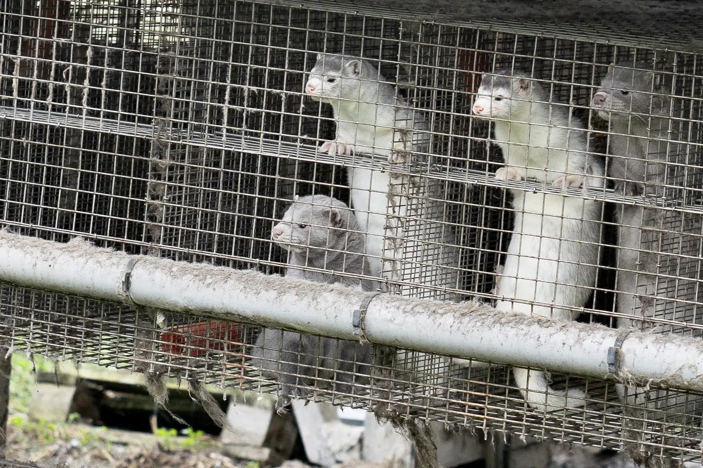 Mere end en million mink er blevet aflivet på grund af coronavirus eller af sikkerhedshensyn. Henning Bagger/Ritzau Scanpix