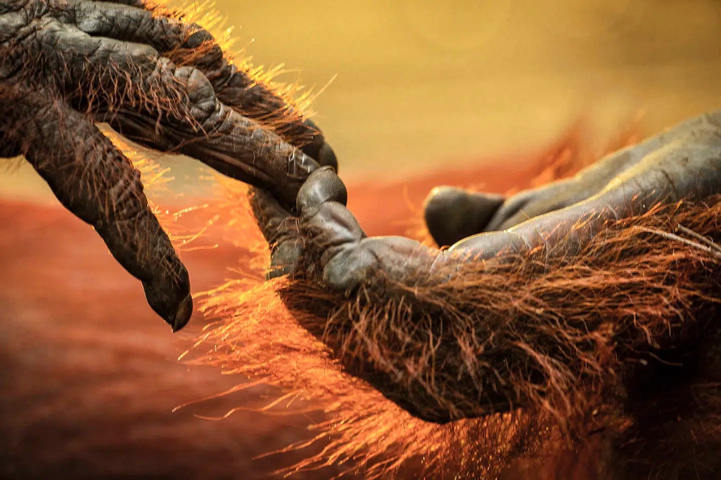Nærkontakt mellem gorillaer fotograferet af naturfotograferne Helle og Uri Løvevild Golman til deres nye bog.