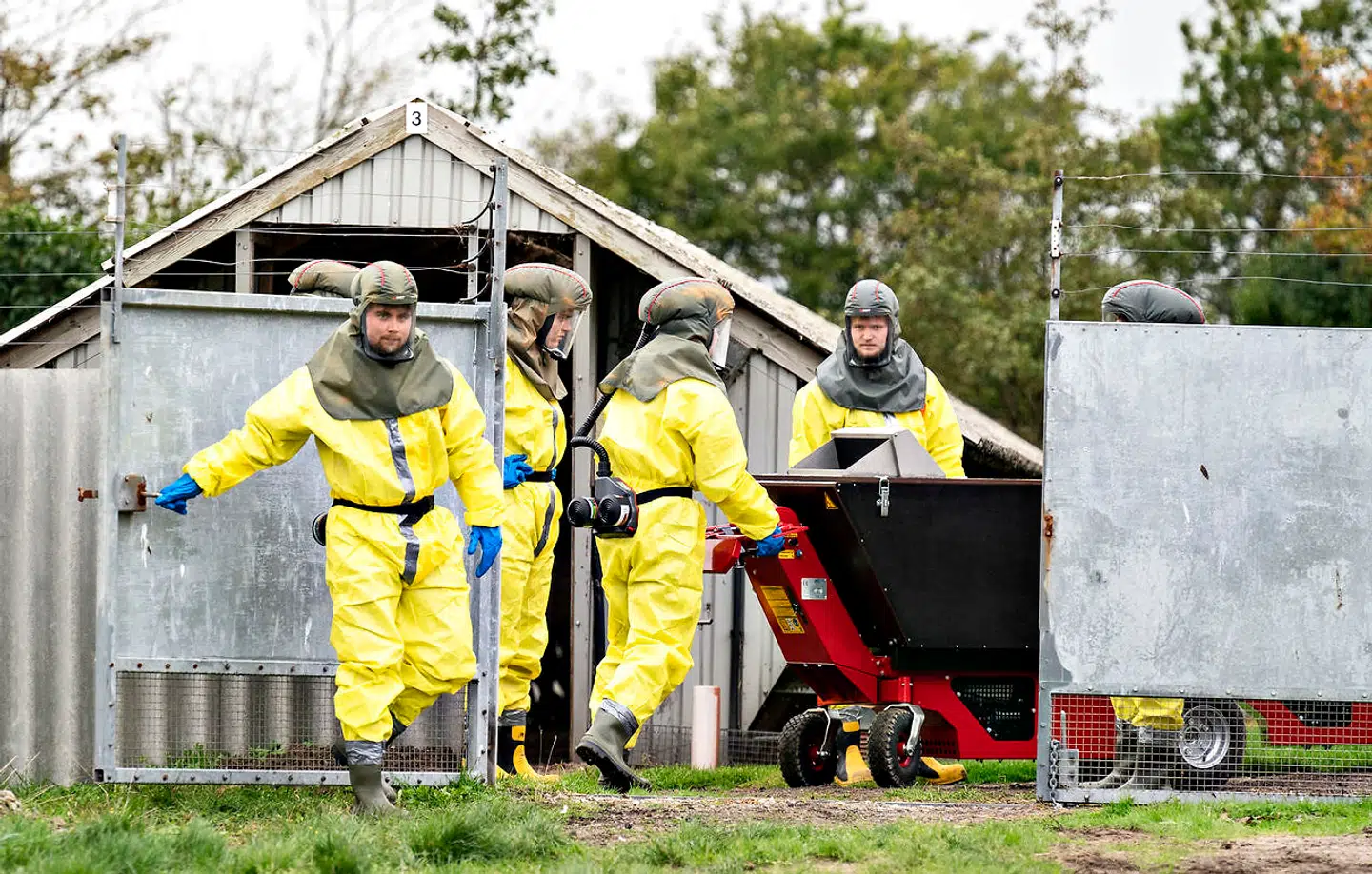 Medarbejdere fra Fødevarestyrelsen og Beredskabsstyrelsen i beskyttelsesudstyr startede om eftermiddagen med at aflive mink på Gjøl, torsdag den 8. oktober 2020. Det er starten på arbejdet med at aflive mink på coronaramte minkfarme i Gjøl-området. Minkene aflives i kasser hvor de gasses og efterfølgende kørers til container.
