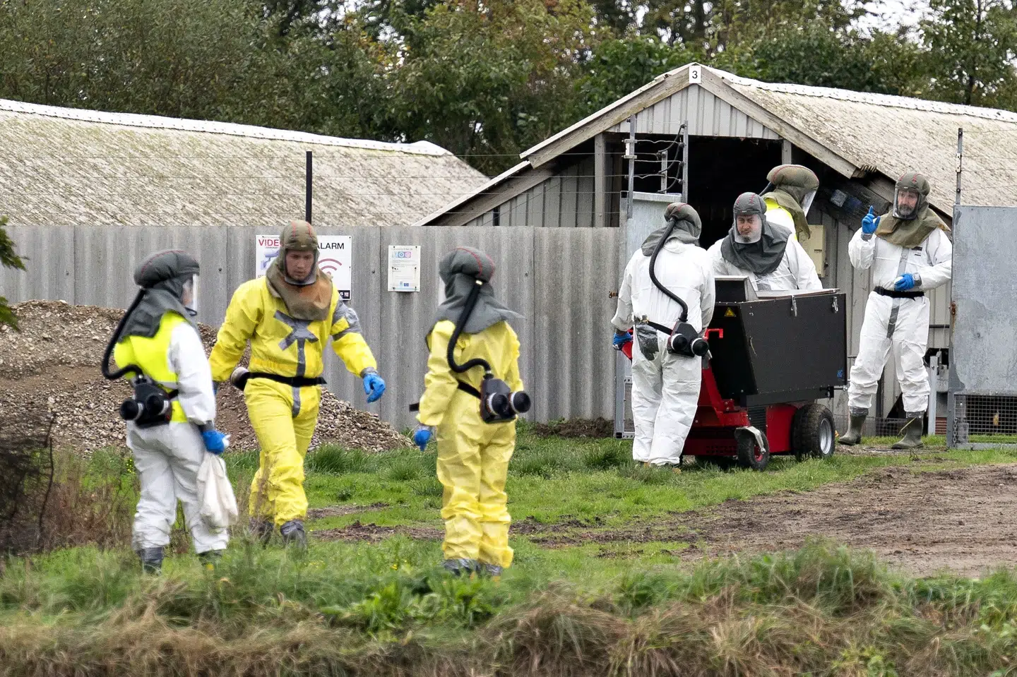 Der er udbredt coronasmitte på minkfarme i Nordjylland. Derfor skal minkene aflives for at stoppe smittespredning. Minkene aflives i kasser hvor de gasses og efterfølgende kørers til container. (Arkivfoto) Henning Bagger/Ritzau Scanpix