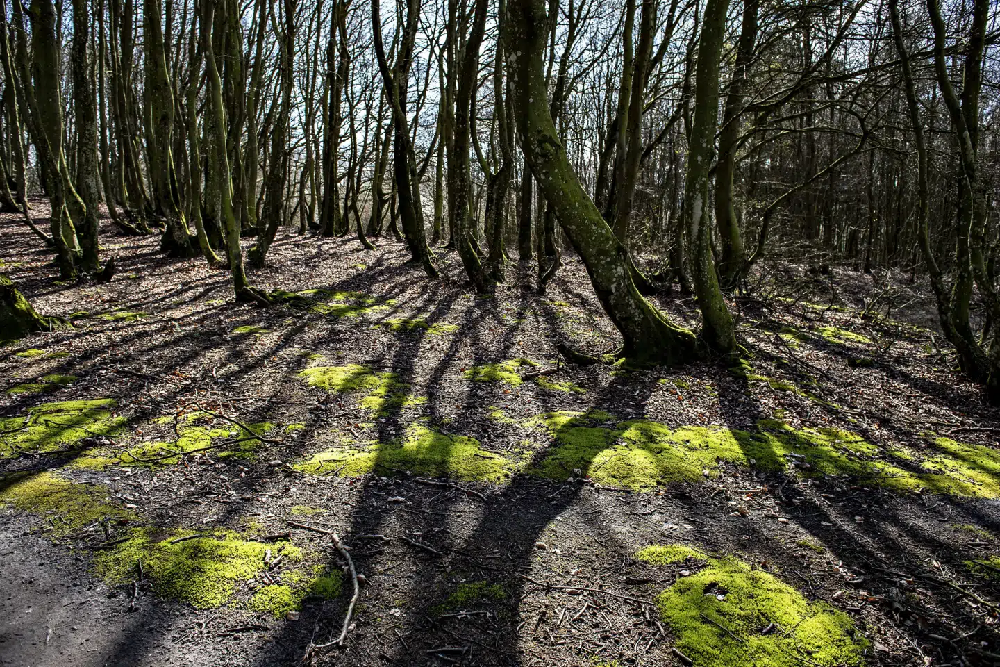 En fjerdedel af alle plante- og dyrearter er i fare for at uddø, og biodiversiteten er alvorligt truet trods indsatser i EU om at beskytte naturen. Nu er EU-landene på vej med ny og skrappere ramme for beskyttelse. Henning Bagger/Ritzau Scanpix