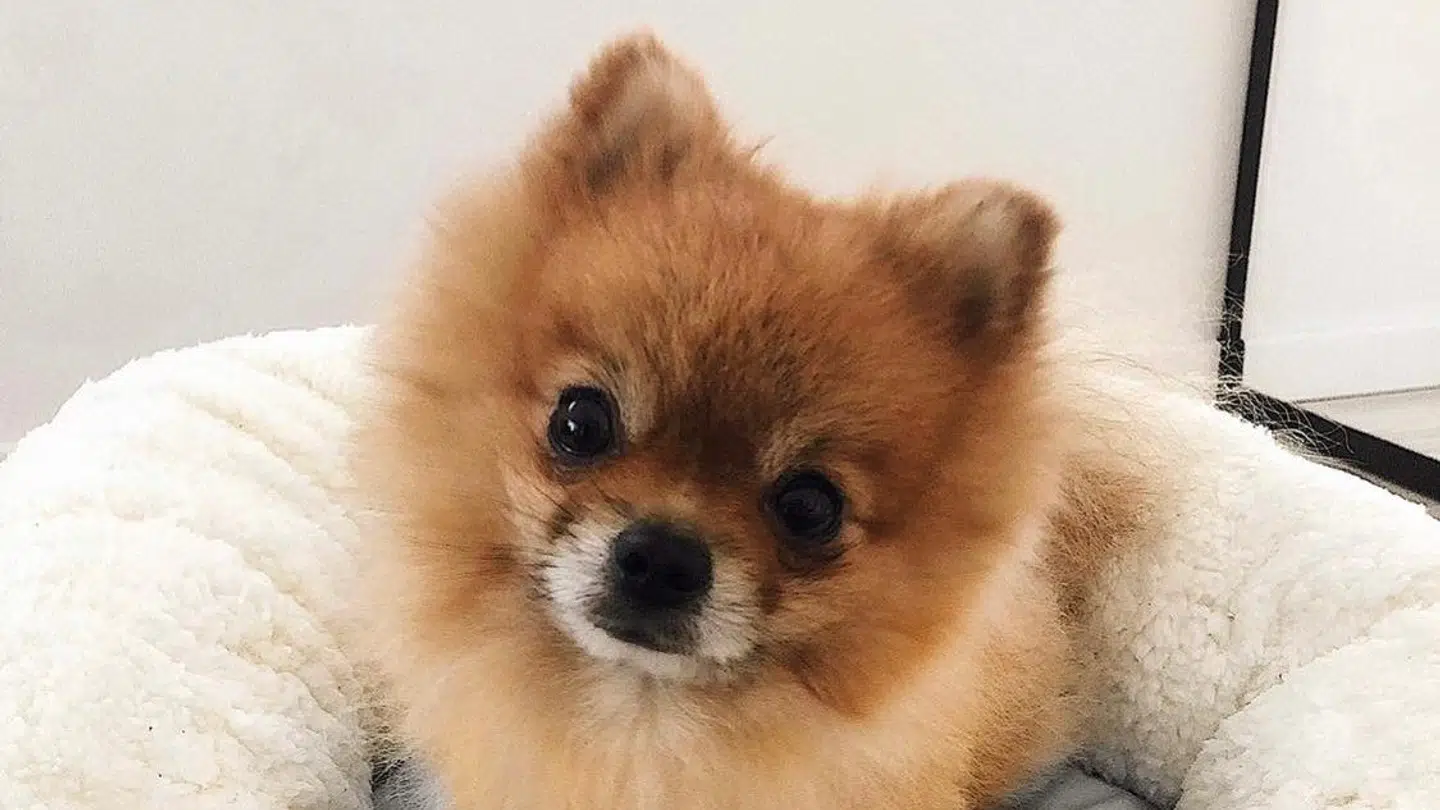 Frede. Foto: Privat.