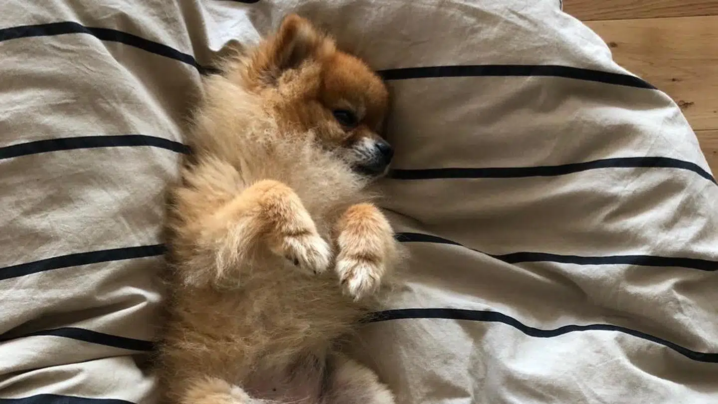 Frede. Foto: Privat.