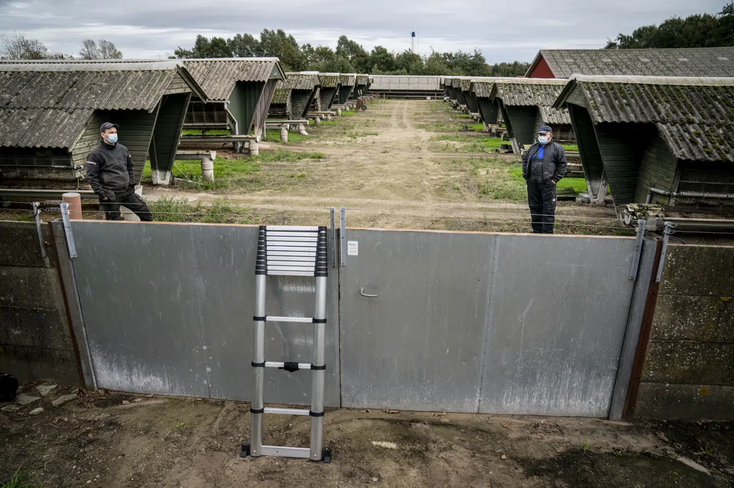 Aflivningen af mink er begyndt på landets farme. Her er det en minkfarm i Gjøl i Nordjylland. (Arkivfoto) Mads Claus Rasmussen/Ritzau Scanpix