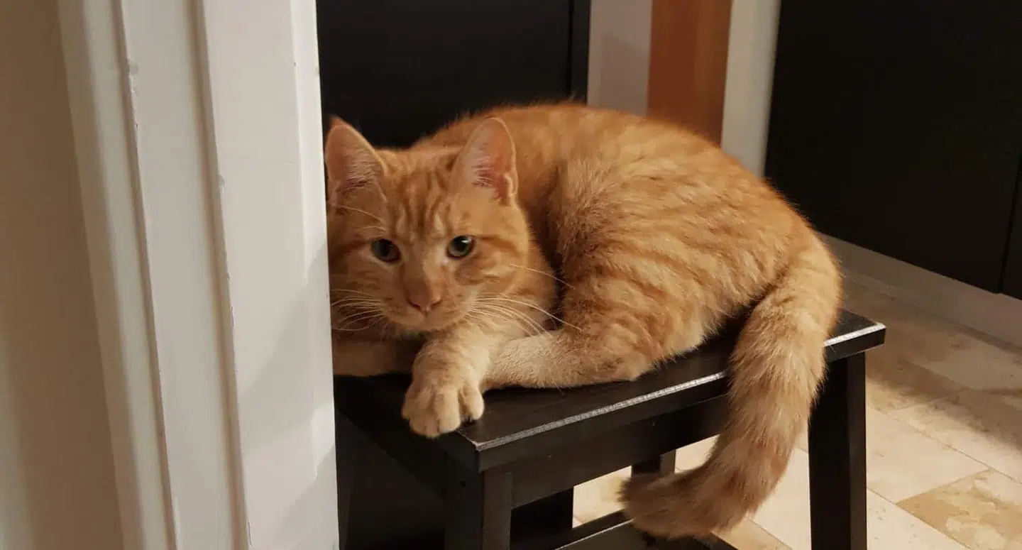 Sådan så Benjas kat ud, da den var i live.