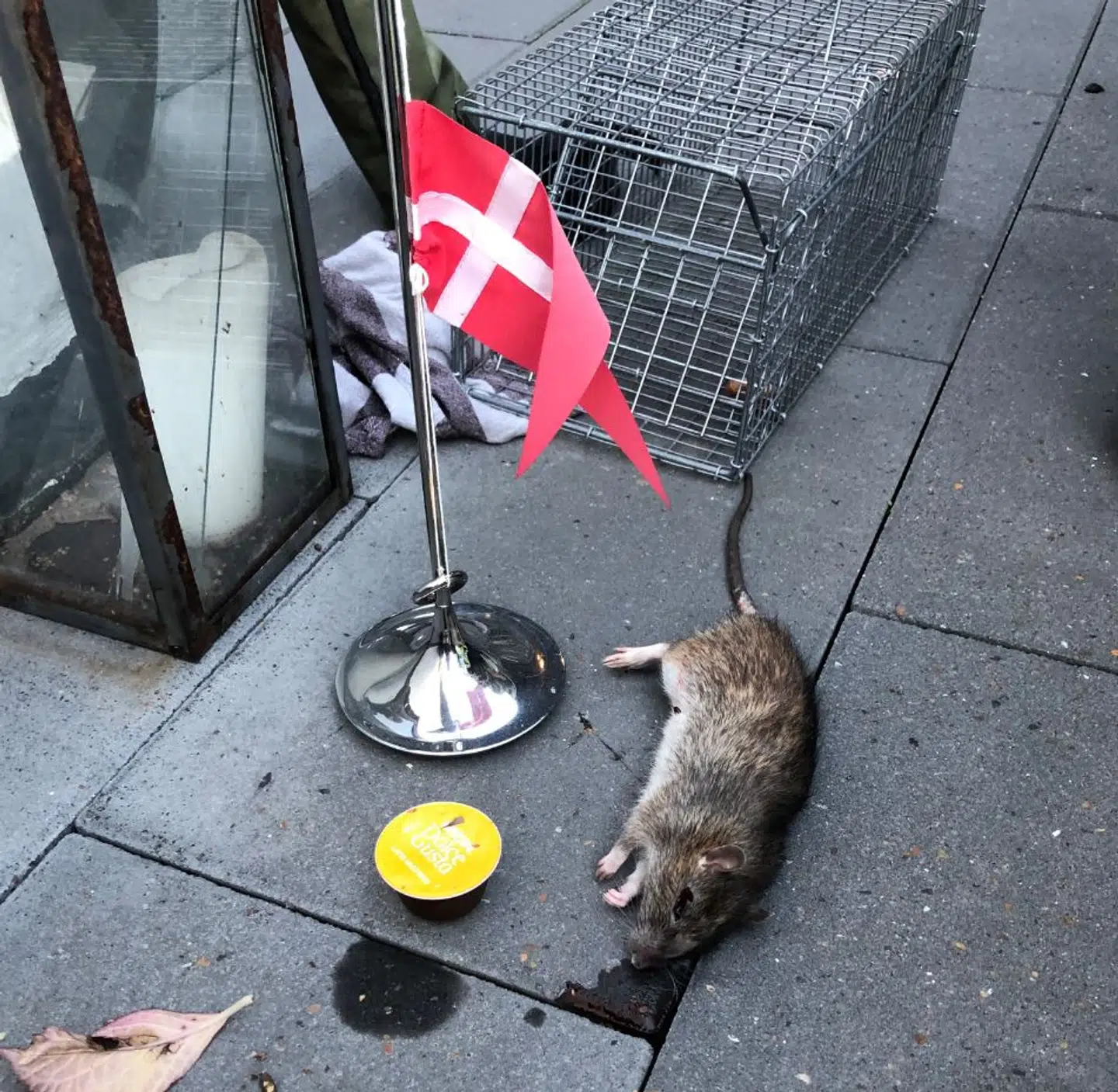 Selvom Irene er glad for at slippe af med rotten, så synes hun dog alligevel, at den fortjener et ordentligt farvel.