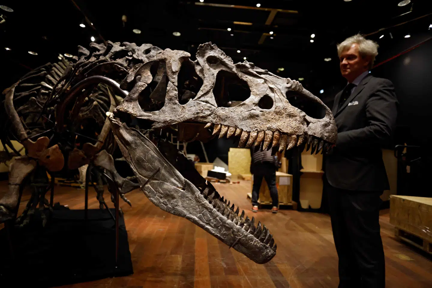 Palæontologer betegner allosaurs som forgængeren til den mere berømte tyrannosaurus rex. Thomas Coex/Ritzau Scanpix
