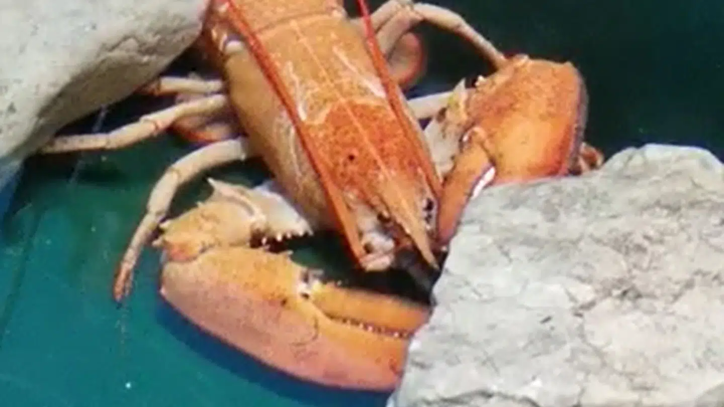 Denne orange hummer er fanget af nogle canadiske fiskere, og blev opdaget i en fiskekasse i England.