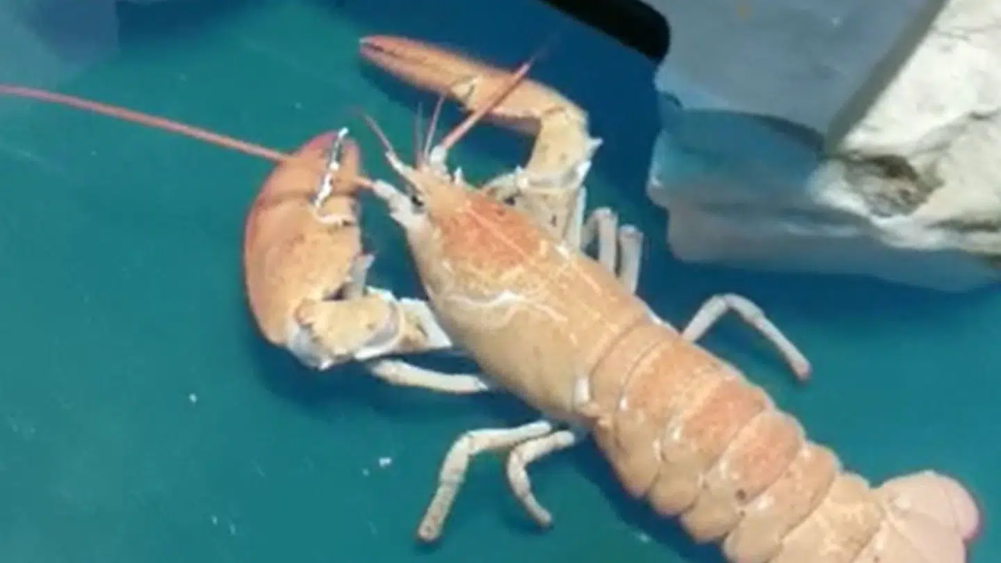 Den orange hummer kan ses i et akavarium hos Sea Life Blackpool.