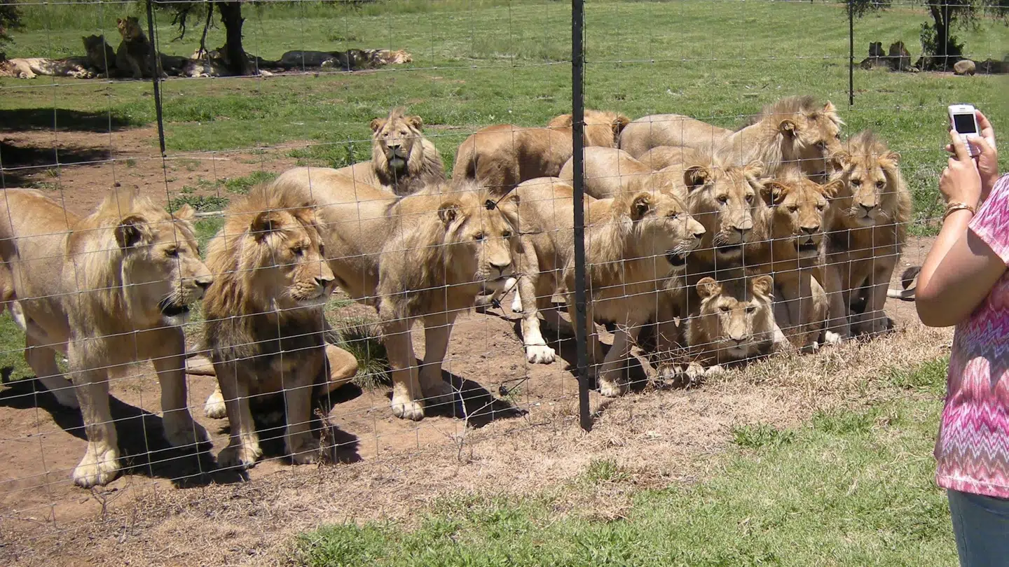 Løvefarm i Sydafrika. Foto: World Animal Protection.