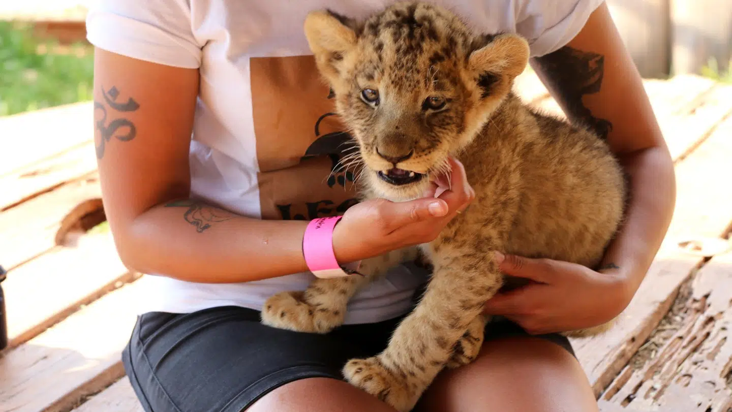 Løverne bruges til at underholde turister med, når de er små. Det er en meget dårlig ide, mener World Animal Protection. Foto: World Animal Protection.