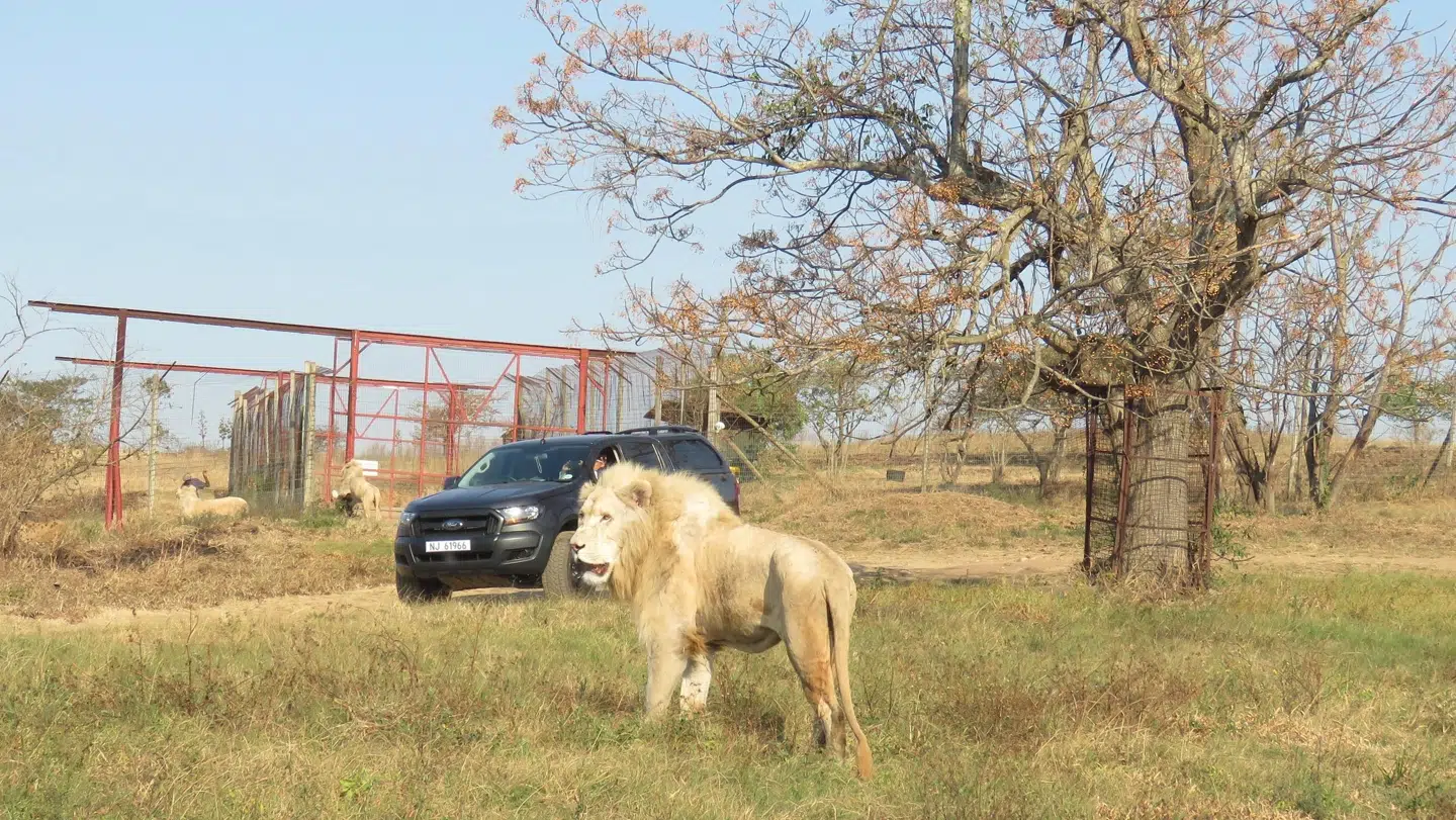 Løvefarm i Sydafrika. Foto: World Animal Protection.