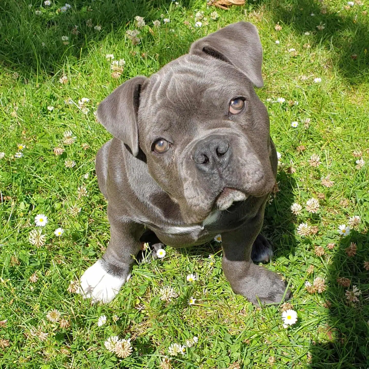Syv måneder gamle Mango kunne være kommet slemt til skade, hvis den havde ædt af brødet.
