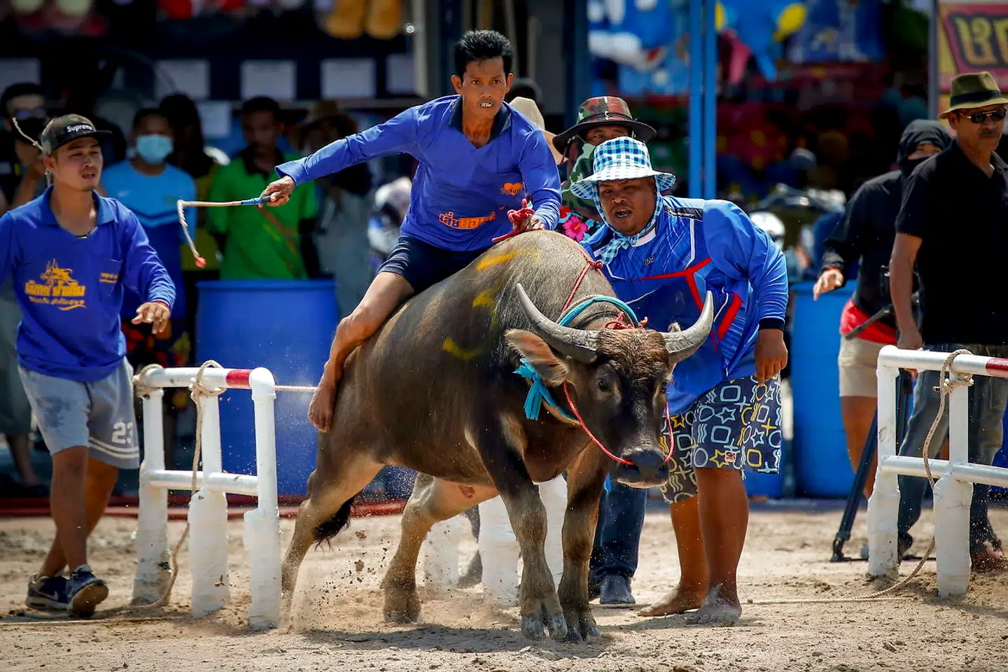 epa08711725 A Thai jockey competes in the annual water buffalo races in Chonburi province, Thailand, 01 October 2020. Several races take place in the centuries old water buffalo racing festival that is divided into categories according to the buffalo's age. The annual festival is held every October among rice farmers to celebrate the rice harvest and to mark the end of the Buddhist Lent. EPA/DIEGO AZUBEL