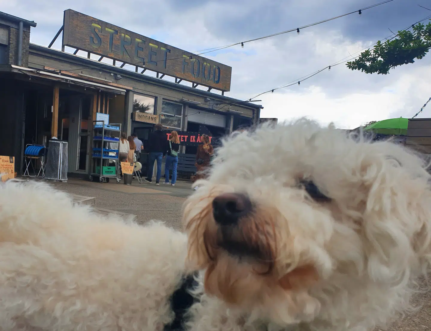 I den gamle busgarage i Århus er der masser af plads til både hunde og mennesker.