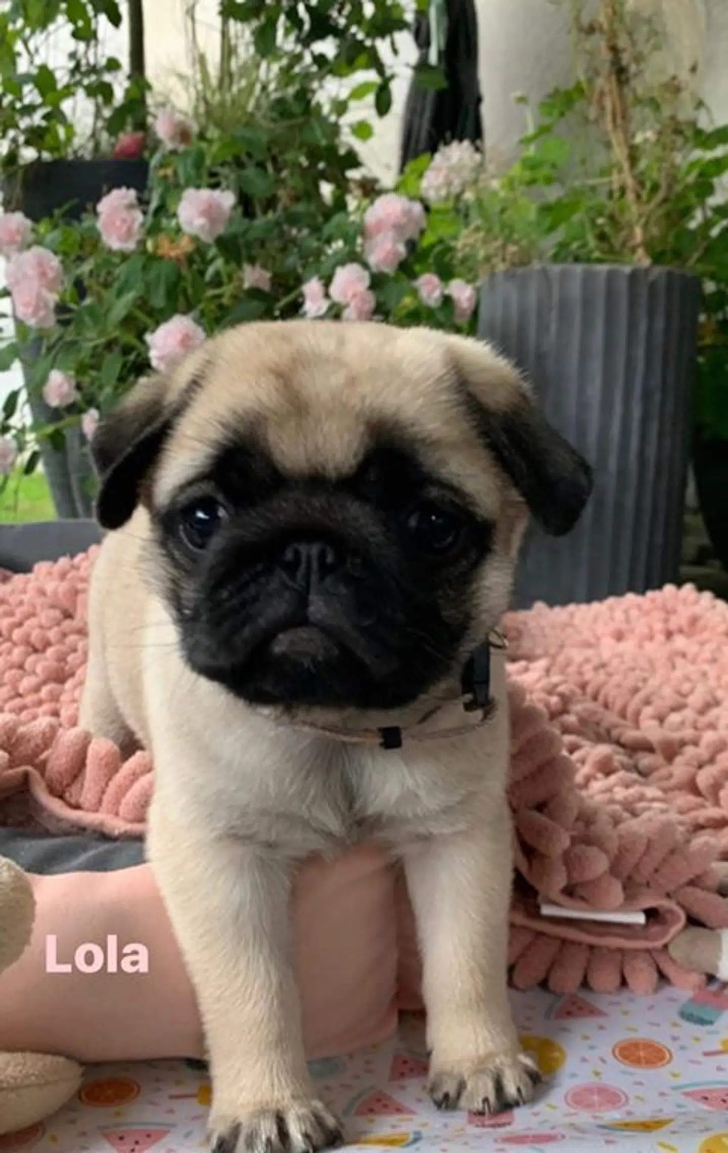 Lola på 9 uger.