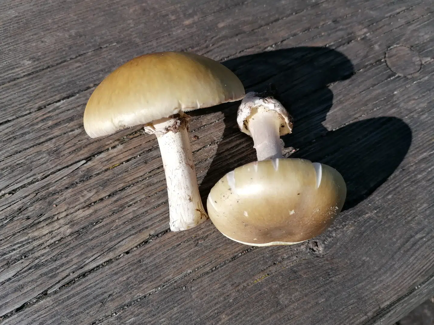 Grøn Fluesvamp er dødelig giftig. Den nedbryder leveren, fortæller Jes Aagaard, der selv har taget dette billede.