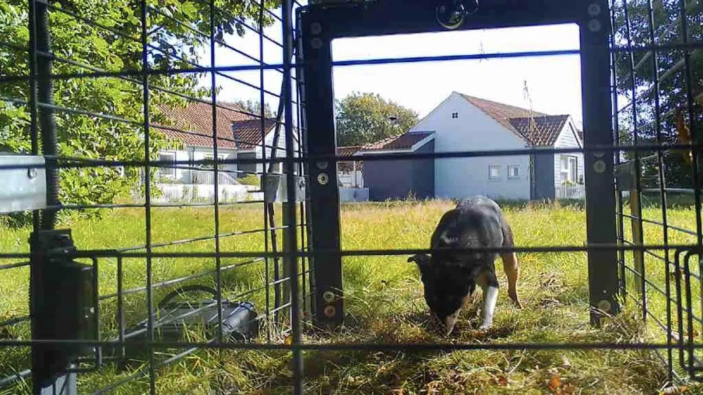 På billeder fra det kamera, Helle Kirkegaard havde sat op nær fælden, kan man se, hvordan det så ud, få minutter før Berta trådte ind i fælden.