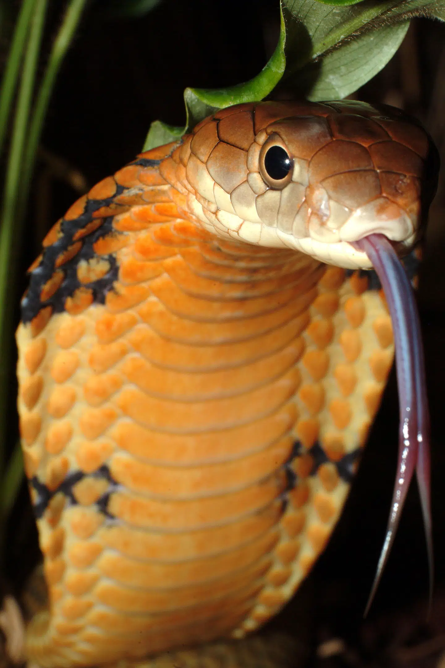 En slangekyndig fra den hollandske hovedstad, Amsterdam, måtte tilkaldes, da en ansat i et træningscenter i byen Amersfoort opdagede en kongecobra udenfor bygningen. (Arkivfoto) Bosse Jonsson/Ritzau Scanpix
